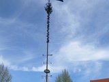 Maibaum_2016 (99).JPG